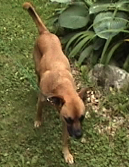 Neela, our dog