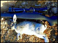 Remington LTR .223 Rem rabbit hunt
