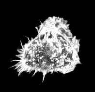dendrtic cell with phagocytosed  aged Red blood cell