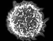 lymphocyte sphericle shape look same