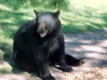 Please feed the bears :+)