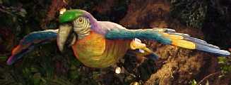 Polly wanna Rainforest :+P