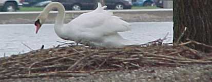 Where did I Lay that Egg??