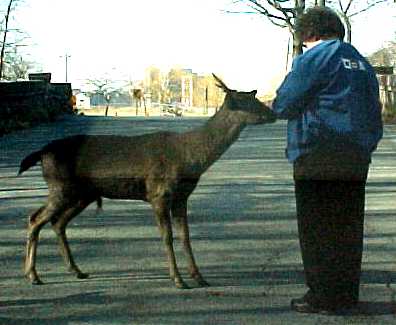 2 dears @ Belle Isle
