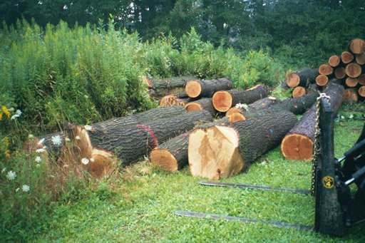 Log picture #1