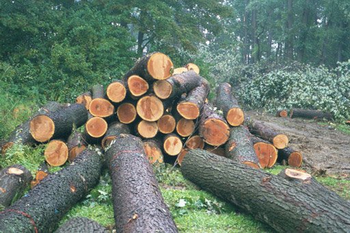 Logs