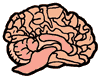 Image of a Human Brain