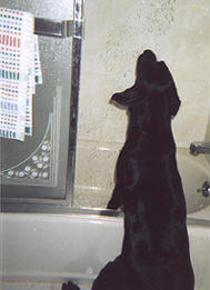 Buddy playing with the shower