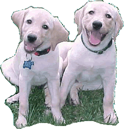 Yellow Lab Puppies