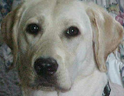 Yellow Lab