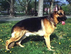 Xator posing in the park
