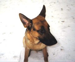 Sitting in the snow. This has to be my favorite one. Doesn't he just look so sweet?