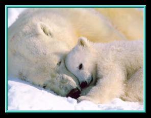 3-polarbears.jpg