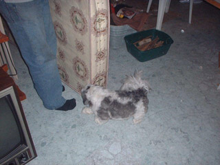 crazydog.JPG (30642 bytes)