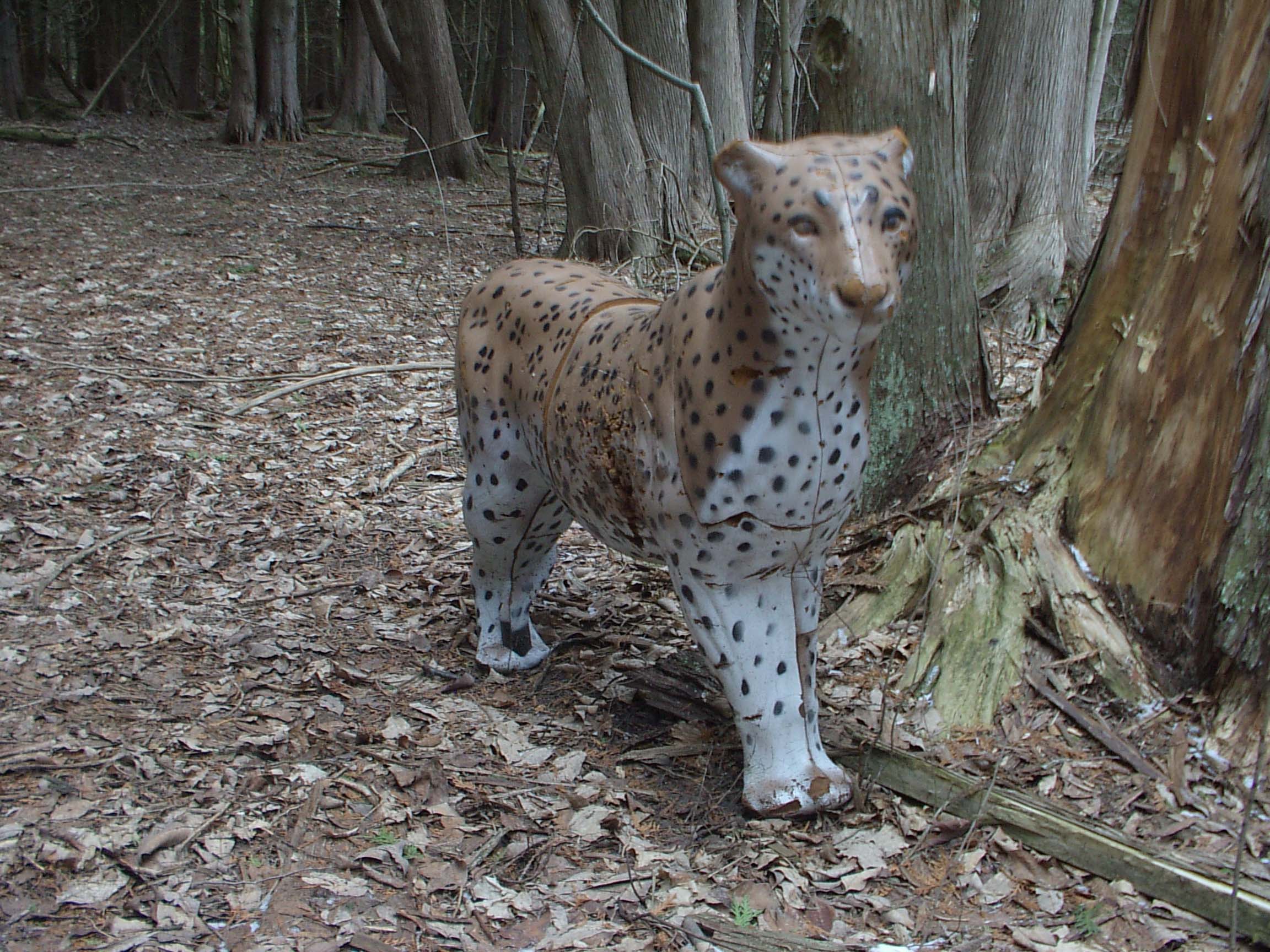 Leopard target