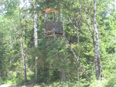 Tree fort?