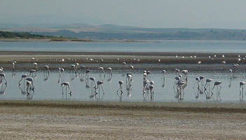 Flamingos