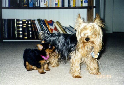 Our Yorkies