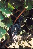 [ Grapes on the Vine ]