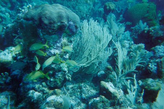 Beautiful corals