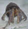Hermit crab