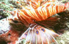 Lionfish