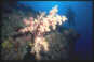 Softcoral