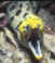 Moray-eel