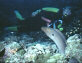 Diver and moray-eel