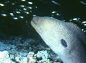 Moray-eel