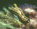 Nudibranch