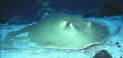 Stingray