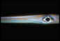 Trumpetfish