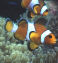Clownfish