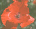 Poppy