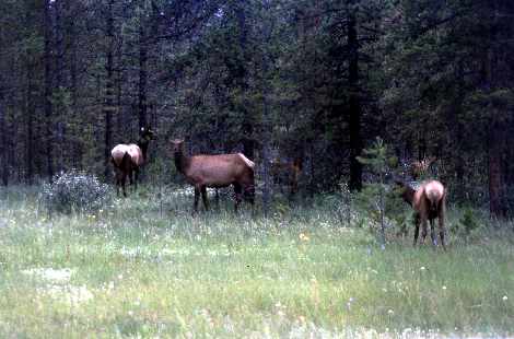 Wapiti
