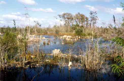 Everglades