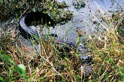 Alligator