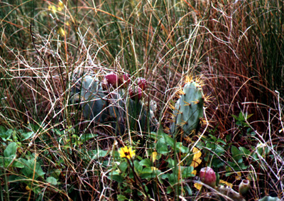 flatl1.jpg - 126162 Bytes
