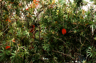 flswa2.jpg - 130419 Bytes