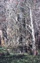 tswamp.jpg - 5.7 K