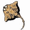 manta ray!!!