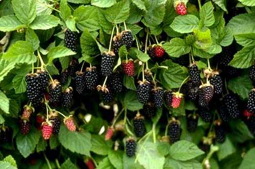 Marion Blackberries
