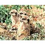 Meerkats - Basel Zoo
