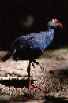 B018.JPG