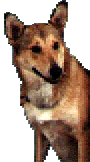 Margot (the singing) Wonderdog