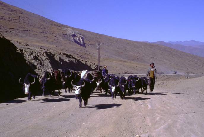 [Drovers crossing the Tsuo La]
