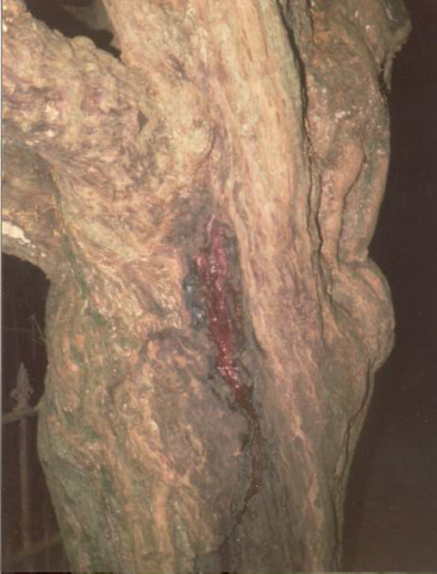 [yew tree]