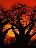 Baobab tree