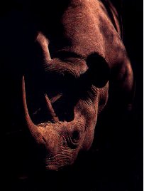 Black Rhino